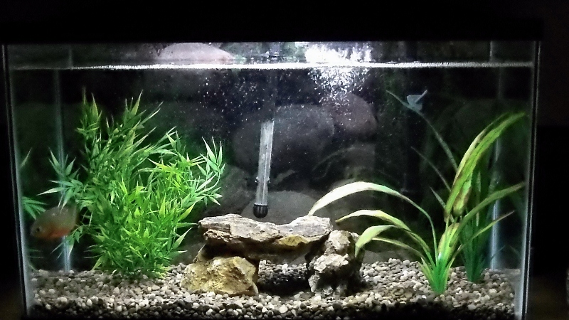 2012-06-19 Kilian's New Fish Tank 001 (800x450).jpg