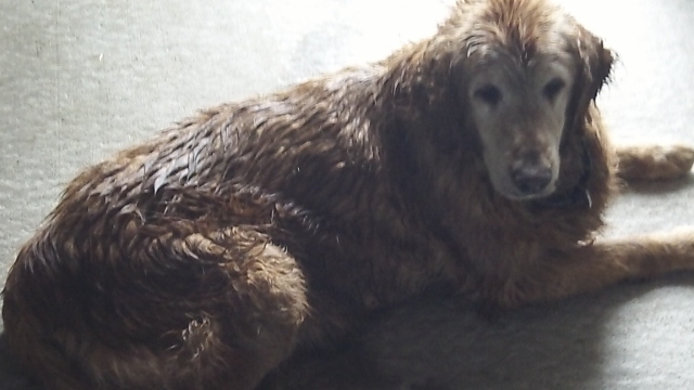 2012-07-24 Missy 001 (640x360).jpg